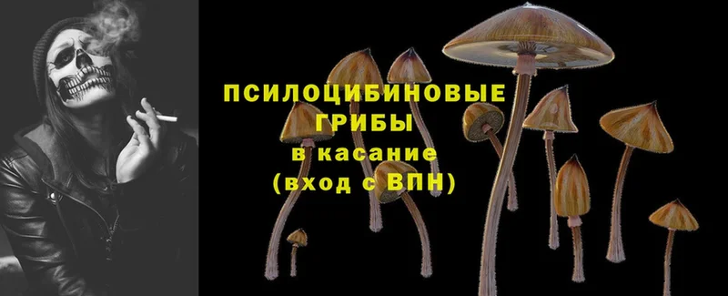 OMG зеркало  Пыталово  Псилоцибиновые грибы Cubensis 